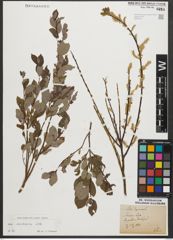 Foto von Salix starkeana Willd.